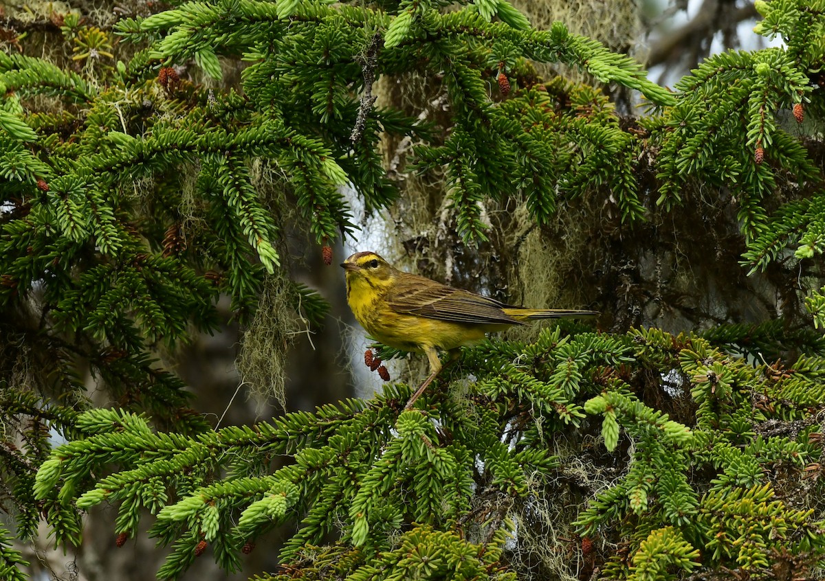 Palm Warbler (Yellow) - ML600401661