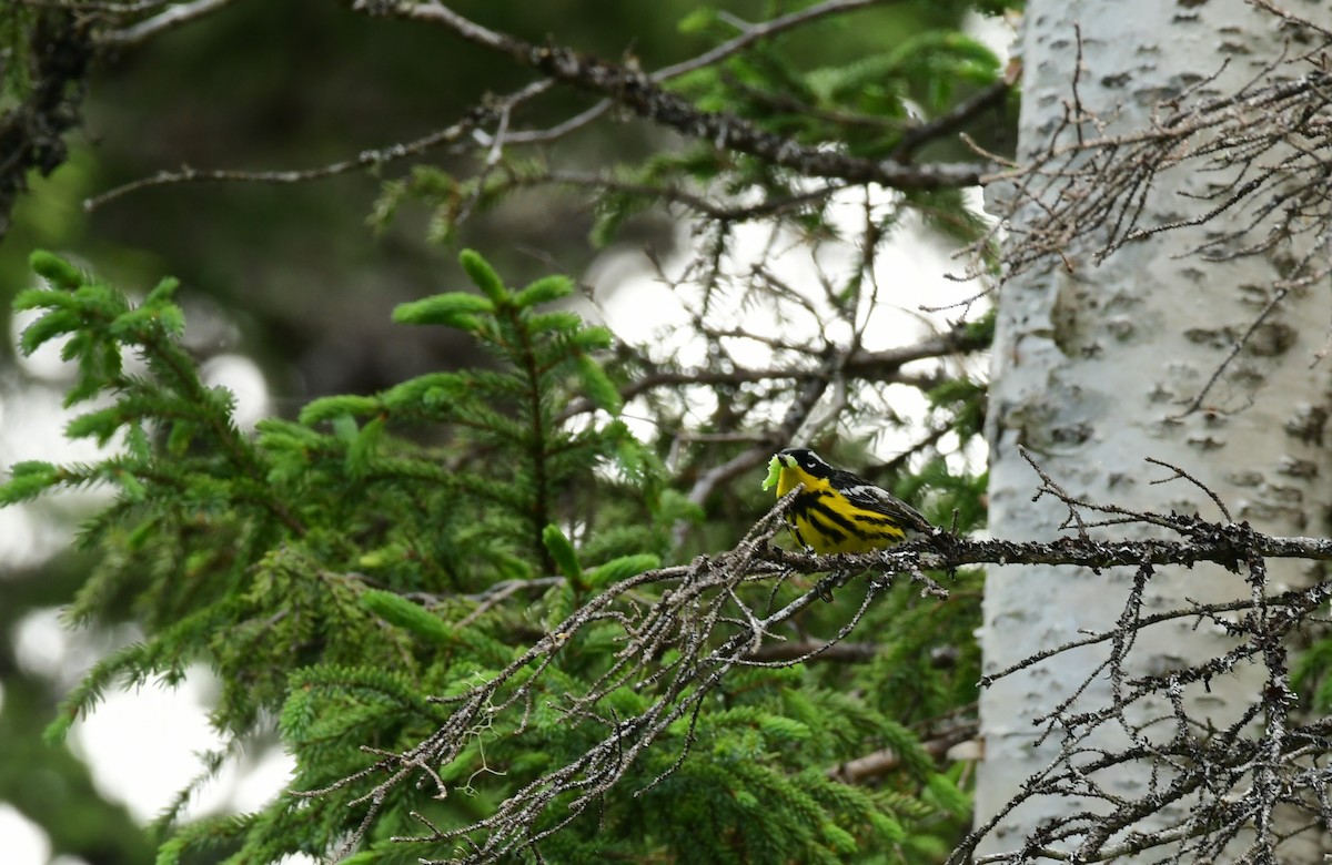 Magnolia Warbler - ML600402171