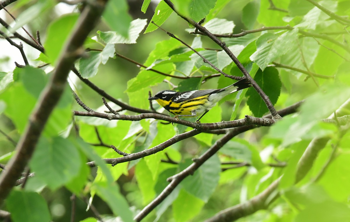 Magnolia Warbler - ML600402291