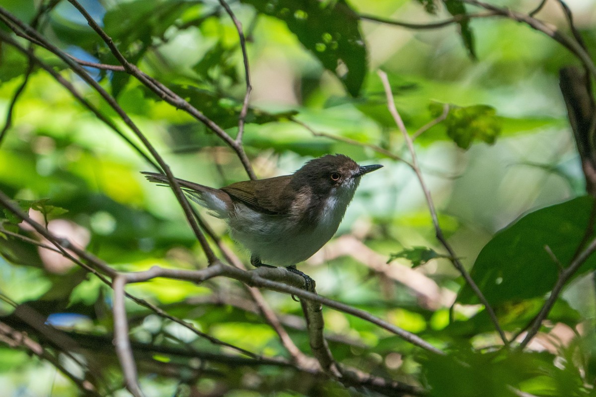 Plain Gerygone - Jafet Potenzo Lopes