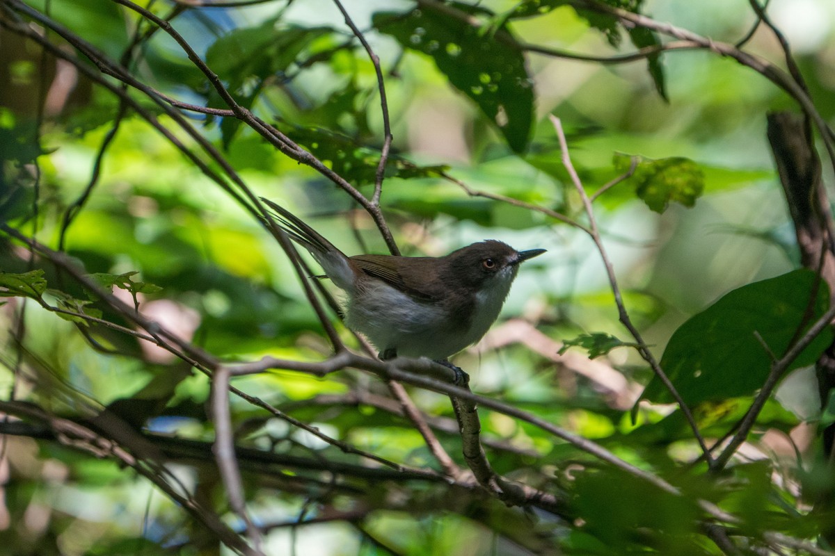 Plain Gerygone - Jafet Potenzo Lopes