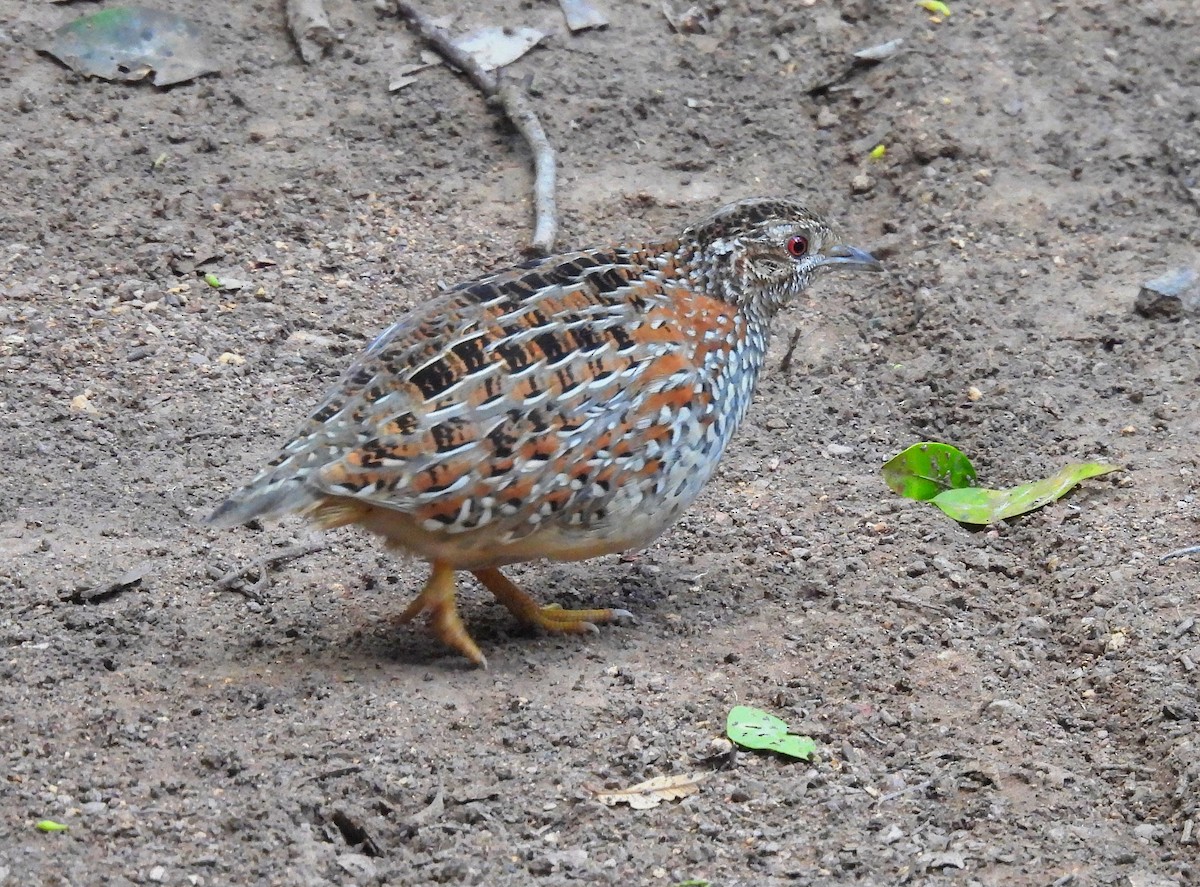 Painted Buttonquail - ML600402831