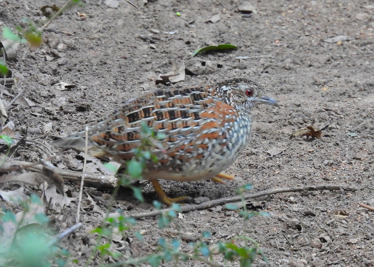 Painted Buttonquail - Michael Wu