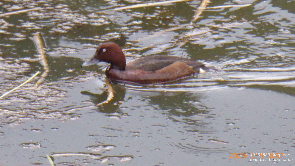 Ferruginous Duck - ML600402971