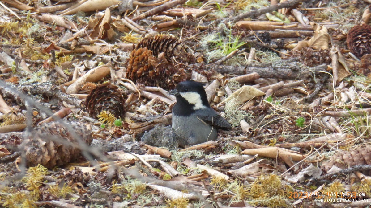 Rufous-vented Tit - ML600403111