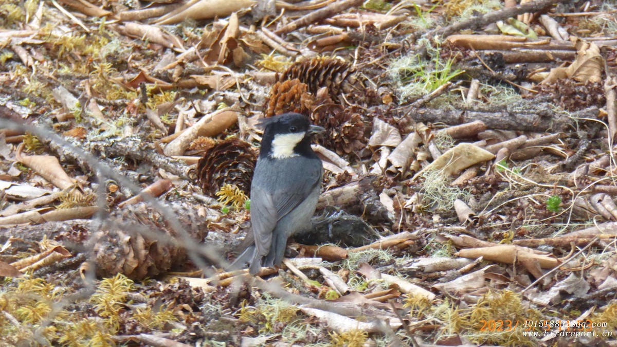 Rufous-vented Tit - ML600403121