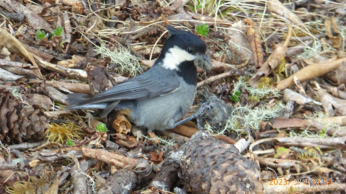 Rufous-vented Tit - ML600403131