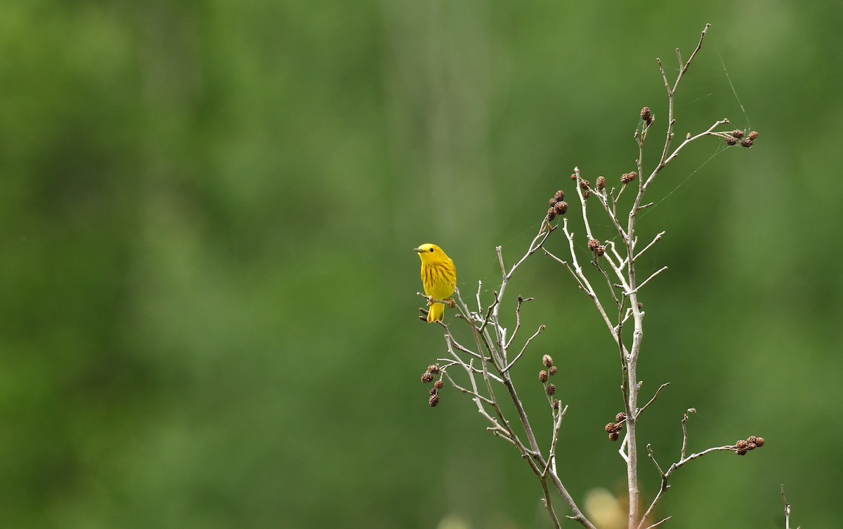 Yellow Warbler (Northern) - ML600403451