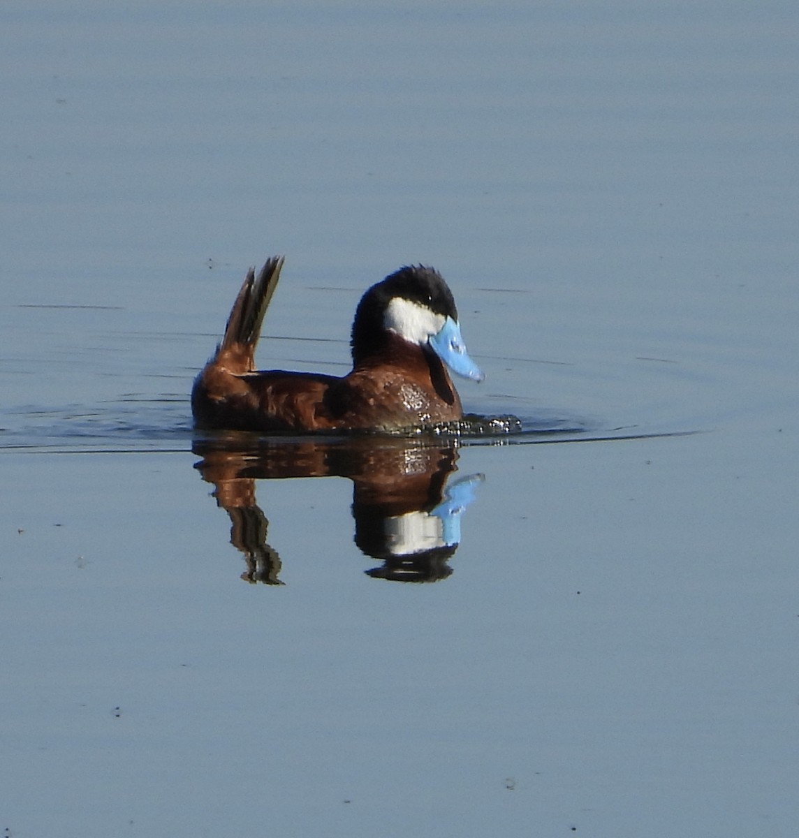 Ruddy Duck - ML600403481