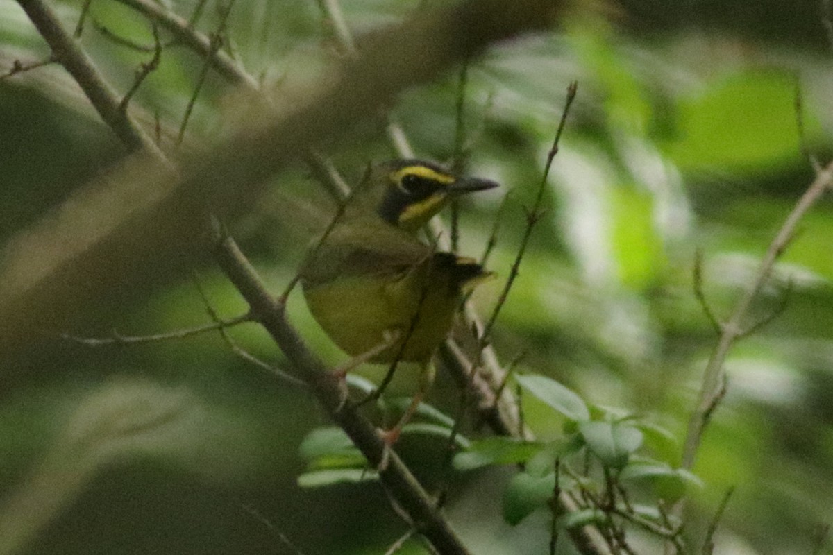 Kentucky Warbler - ML600404771