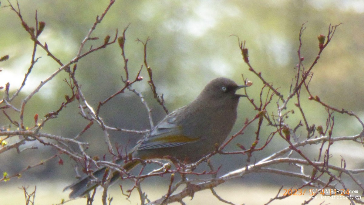 Elliot's Laughingthrush - ML600405011