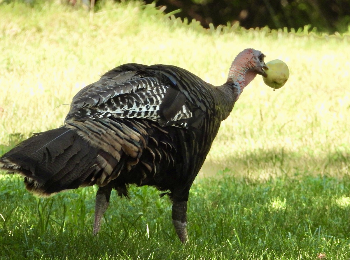 Wild Turkey - ML600405371