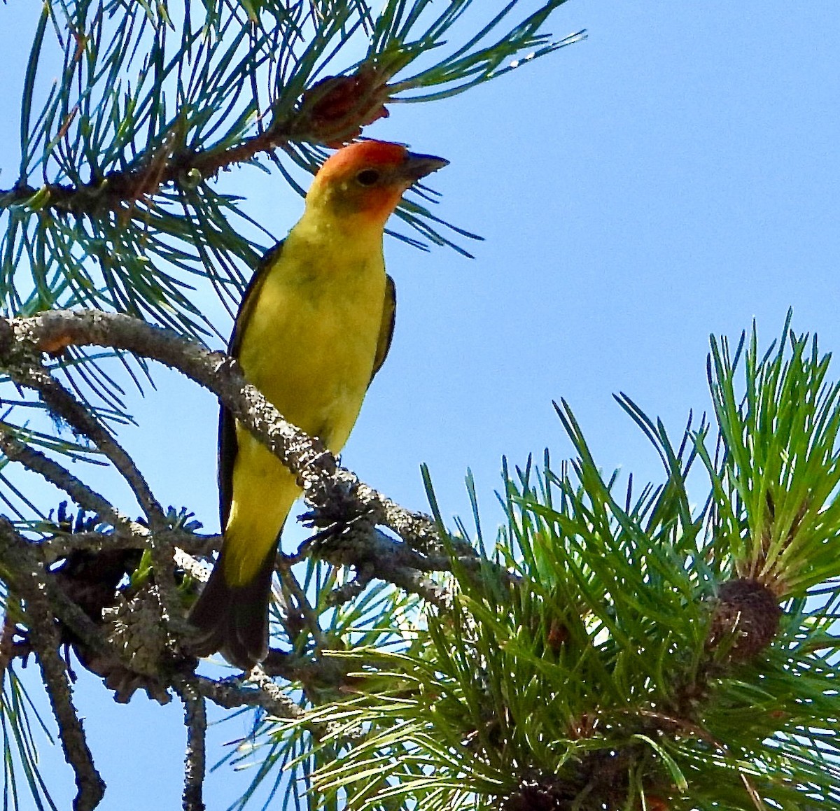 Western Tanager - ML600405471