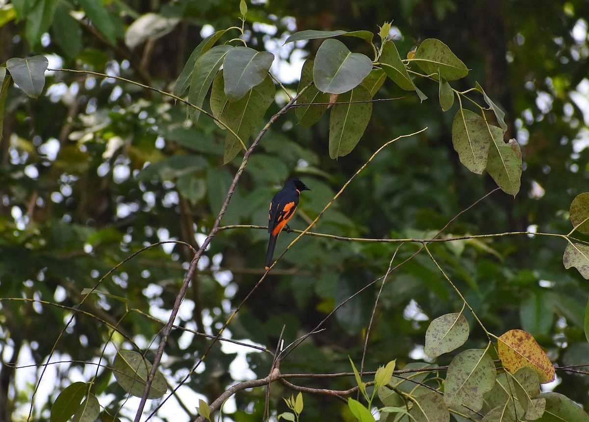 Orangemennigvogel - ML600405811