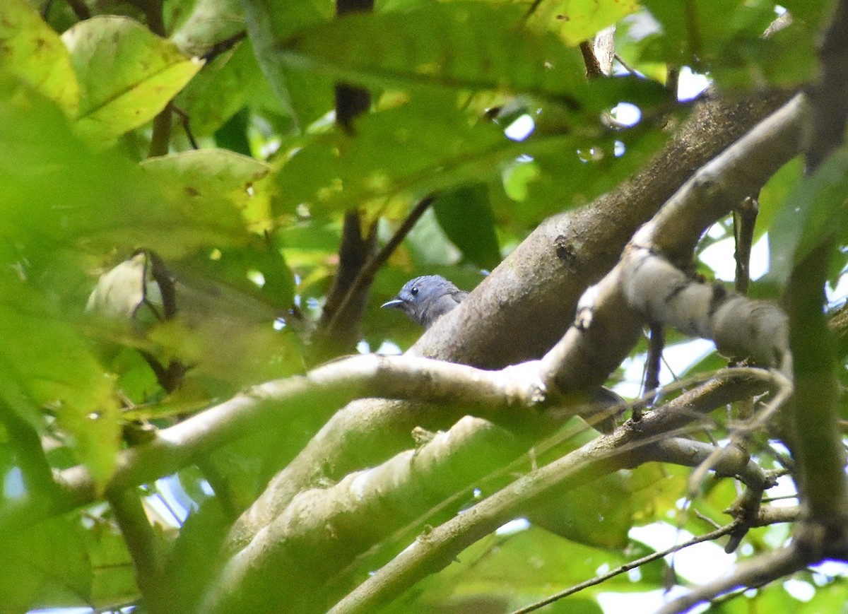 Black-naped Monarch - ML600405871