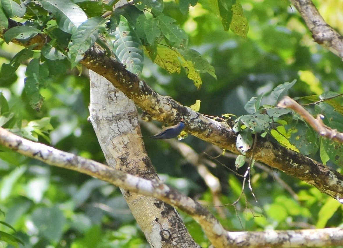 Velvet-fronted Nuthatch - ML600405921