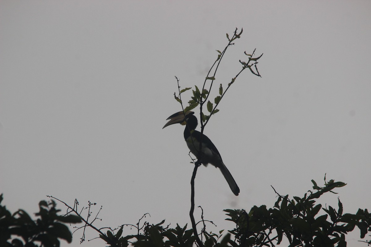 Malabar Pied-Hornbill - ML600405941