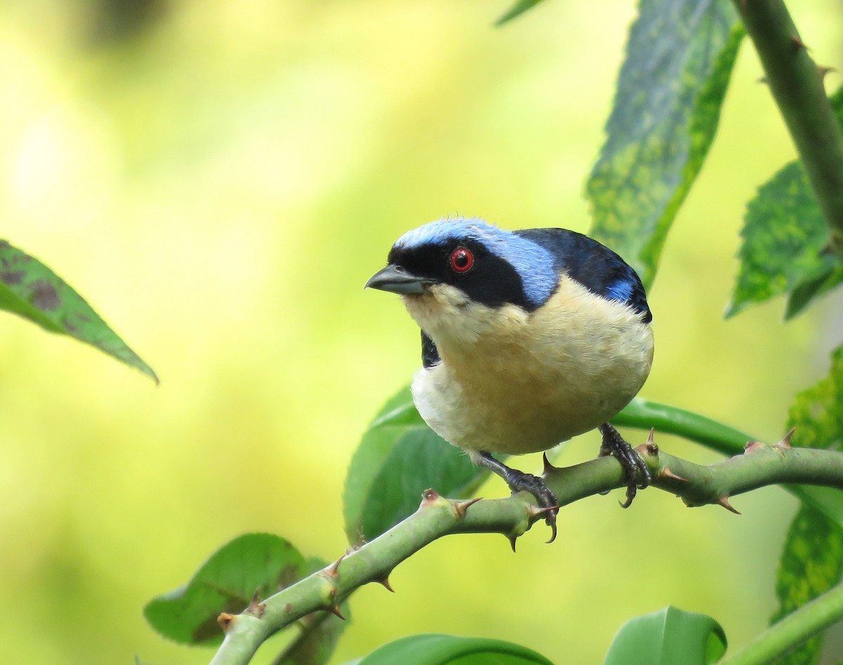 Fawn-breasted Tanager - ML600406181