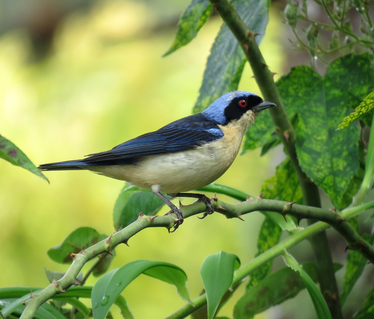 Fawn-breasted Tanager - ML600406191