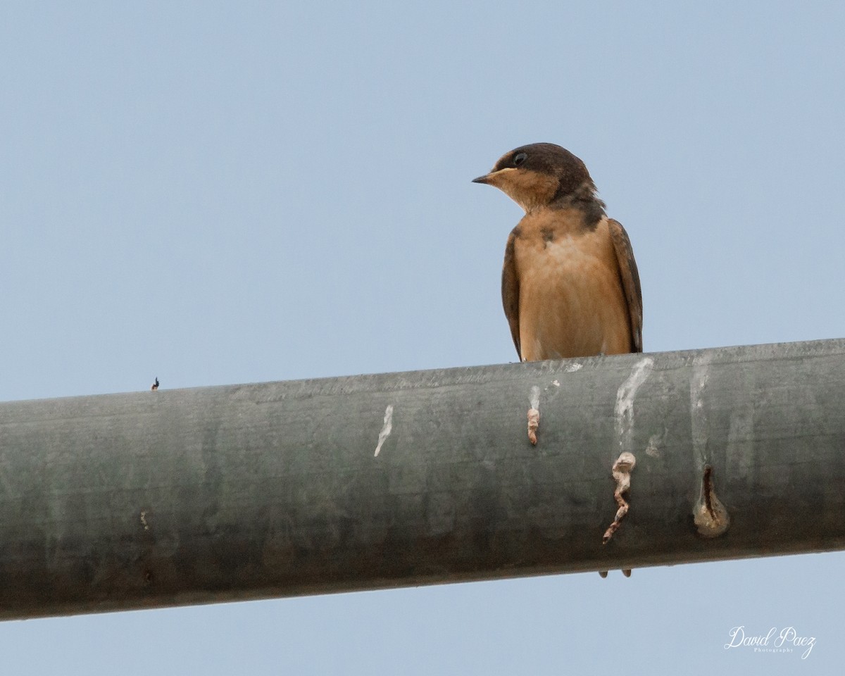 Barn Swallow - ML600406311