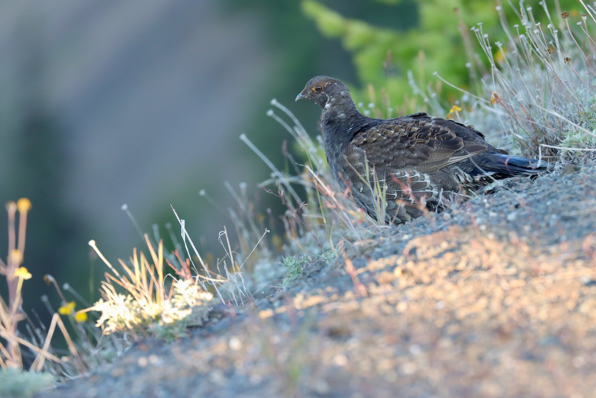 Sooty Grouse - ML600406991