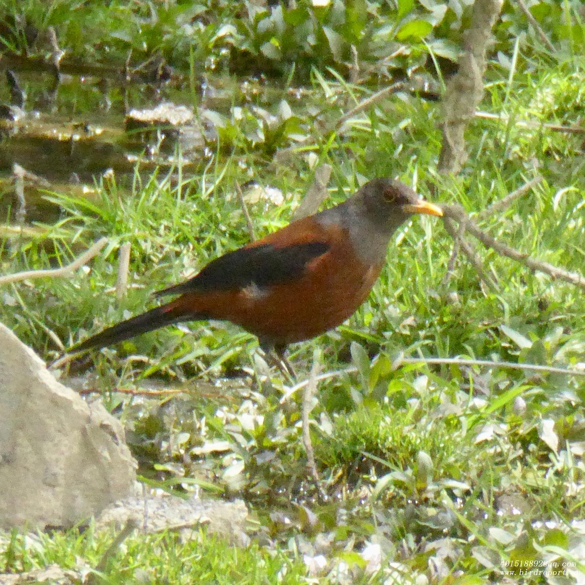 Chestnut Thrush - ML600408251