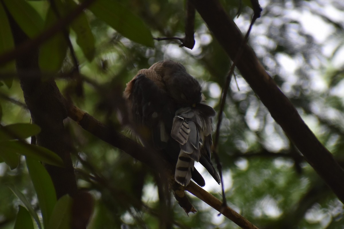 Shikra - Samakshi Tiwari