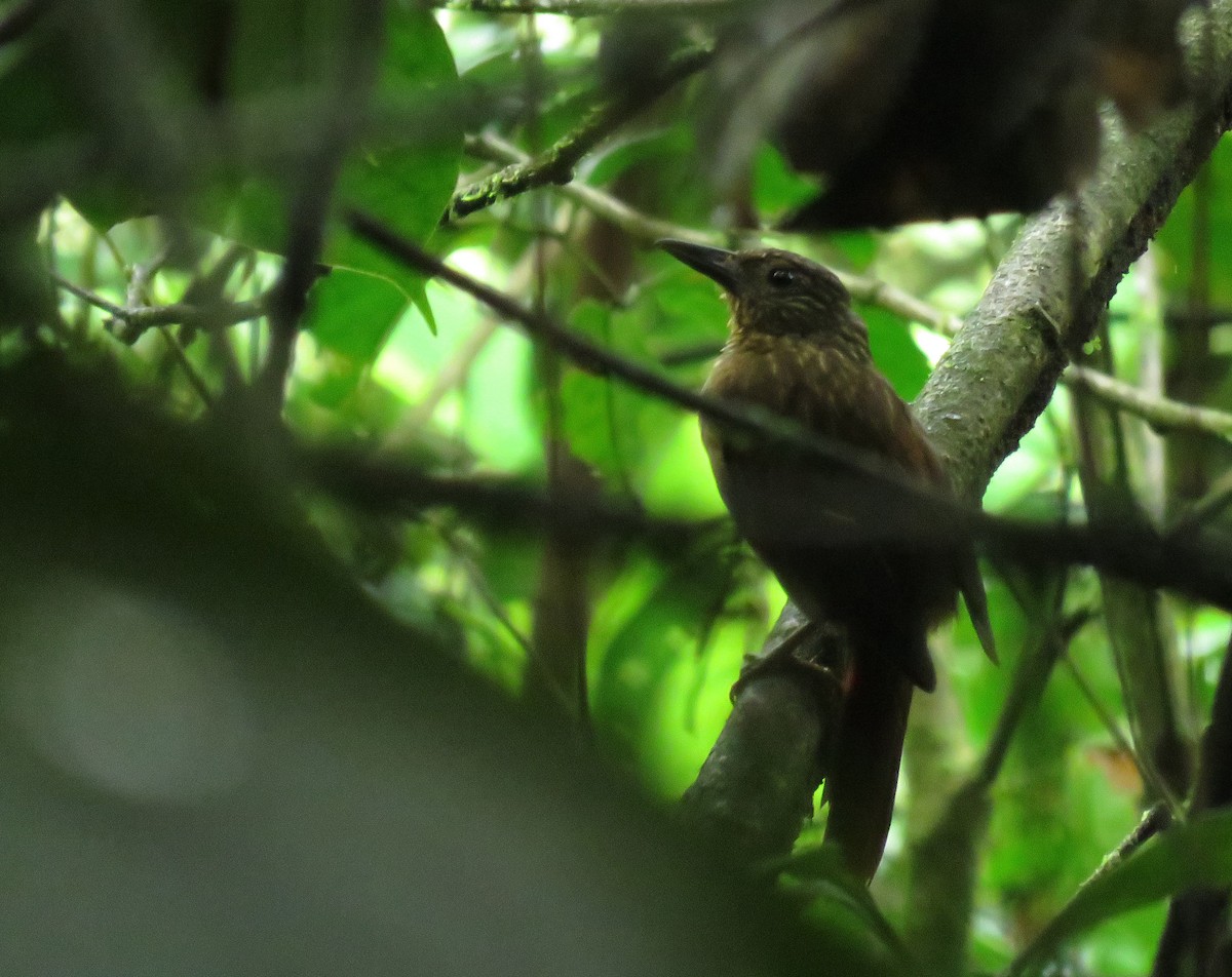 Black-billed Treehunter - Iván Lau