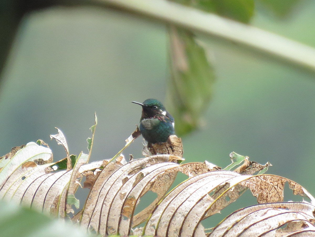 Colibrí de Heliodoro - ML600408601