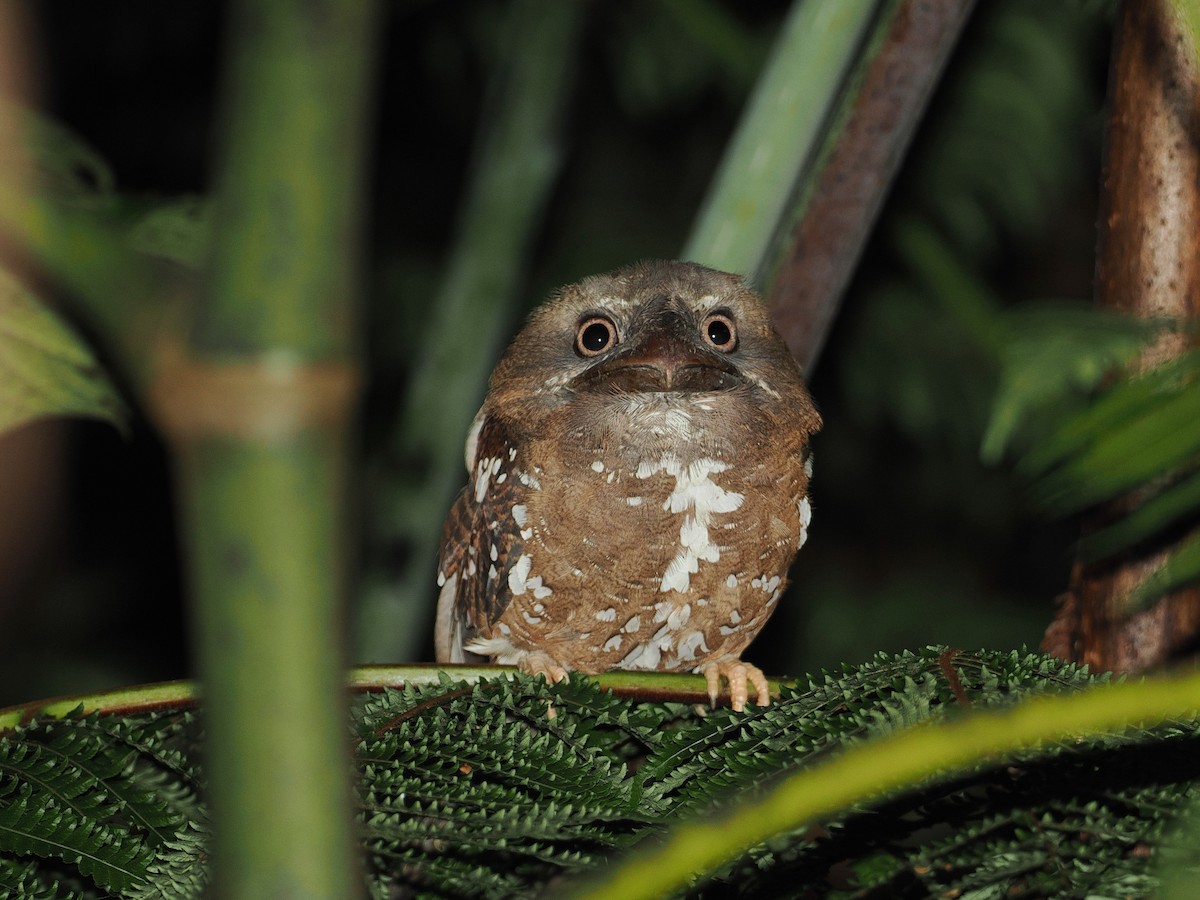 Solomons Frogmouth - ML600409031