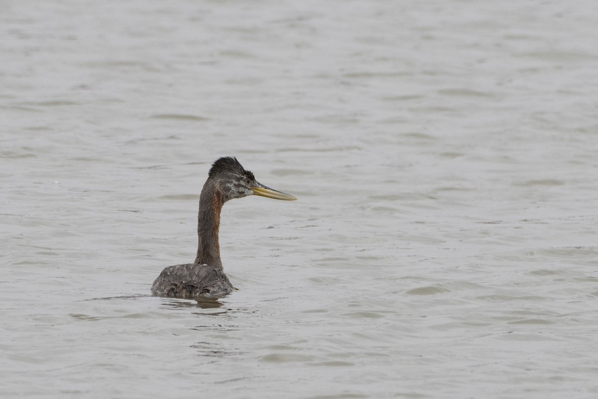 Great Grebe - ML600409131