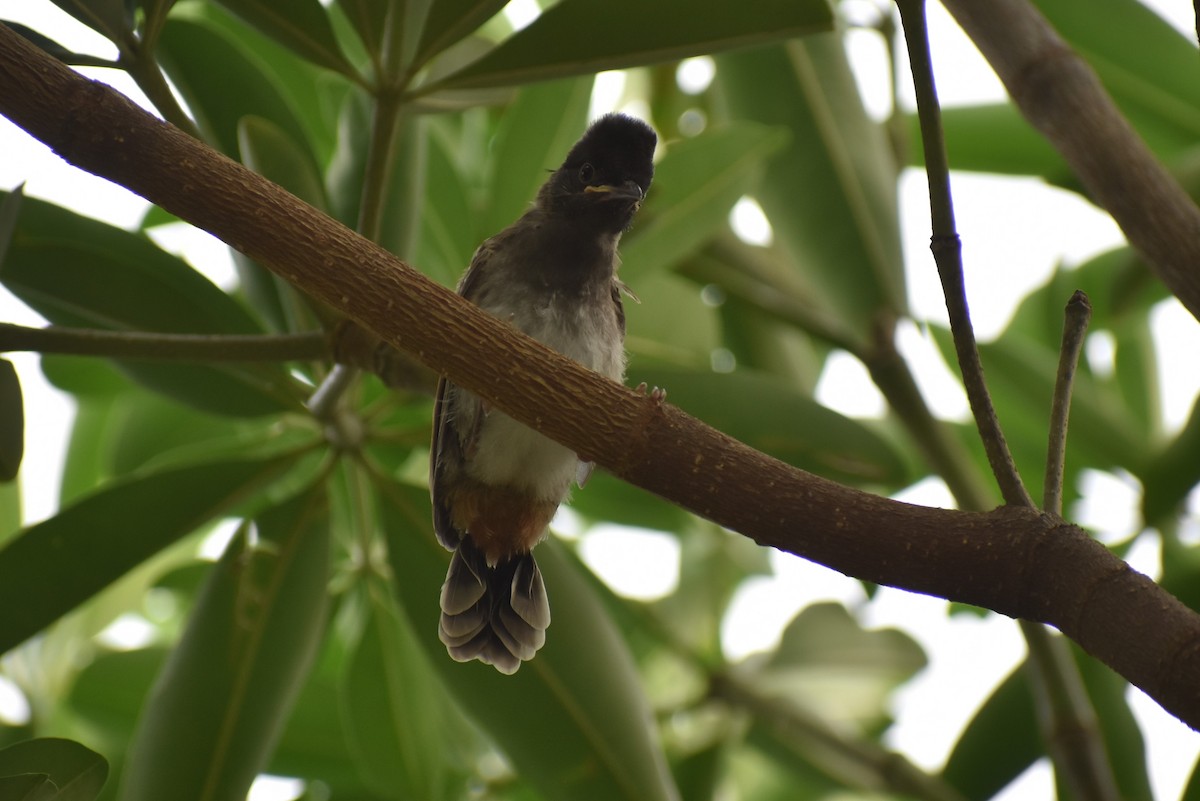 Red-vented Bulbul - Samakshi Tiwari