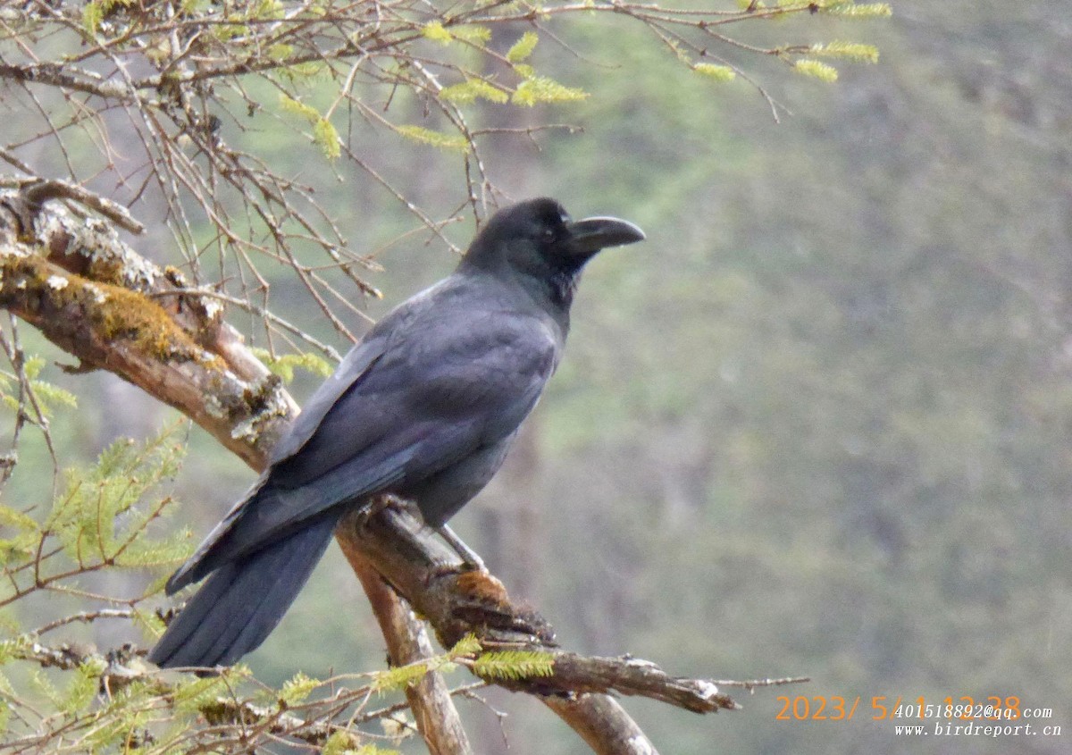 Large-billed Crow - ML600410201