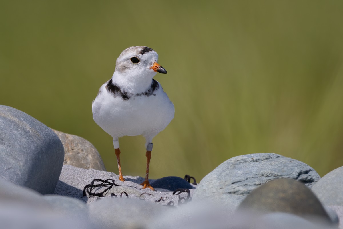 Piping Plover - Lyall Bouchard