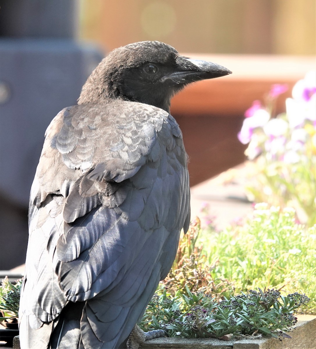 American Crow - Diane Stinson