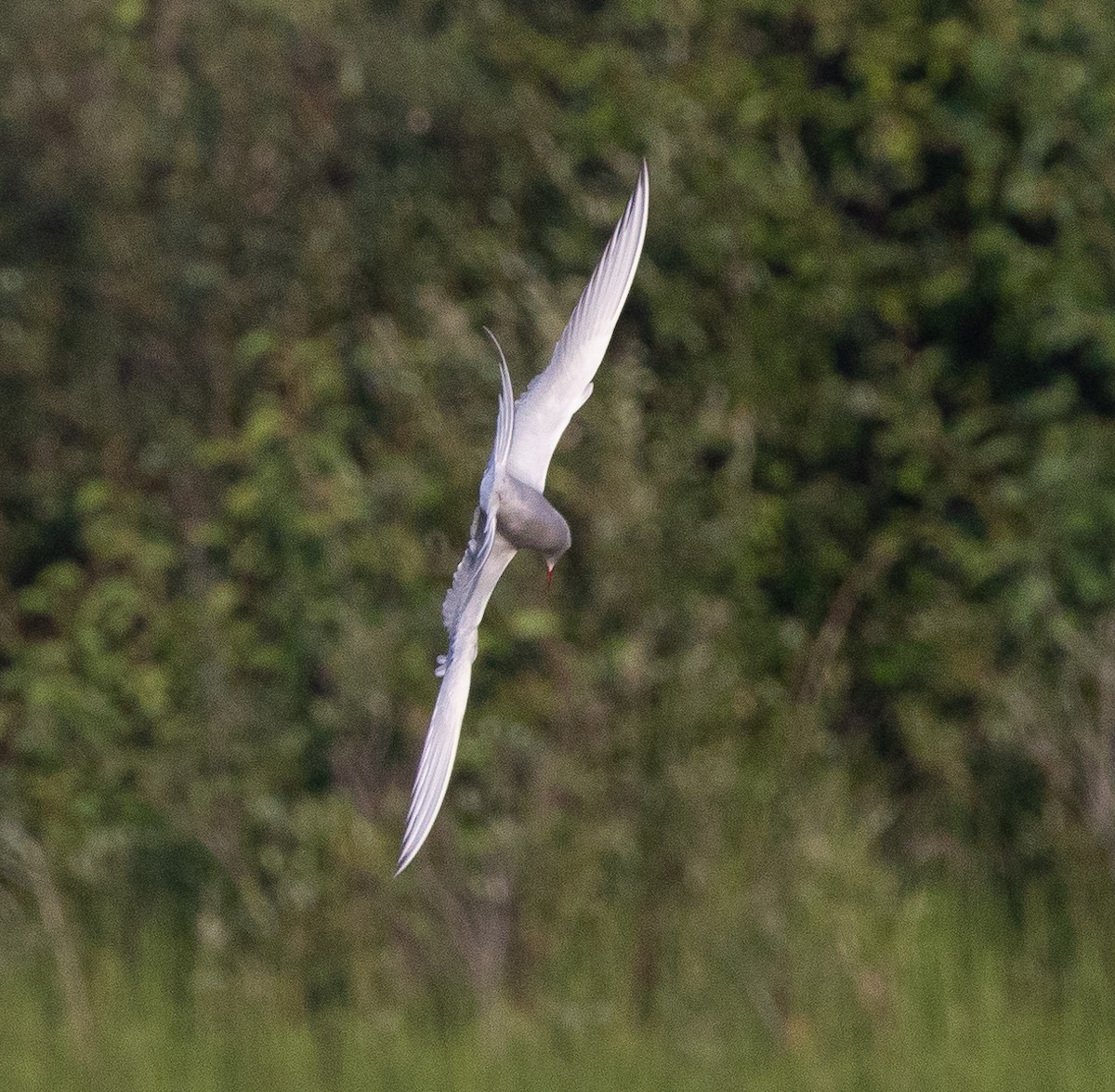 Arctic Tern - ML600410511