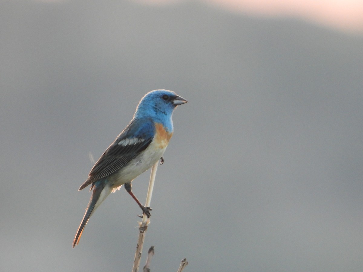 Lazuli Bunting - ML600411791