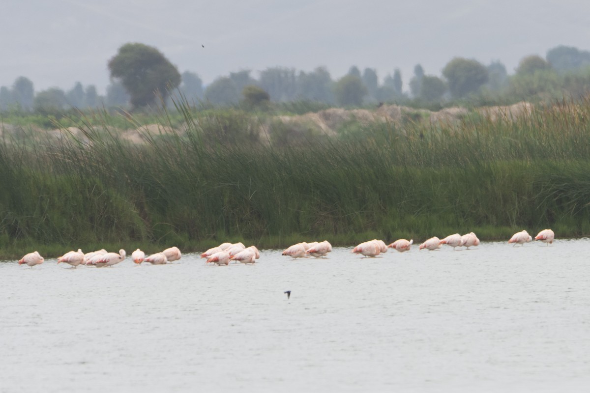 Chilean Flamingo - ML600412251