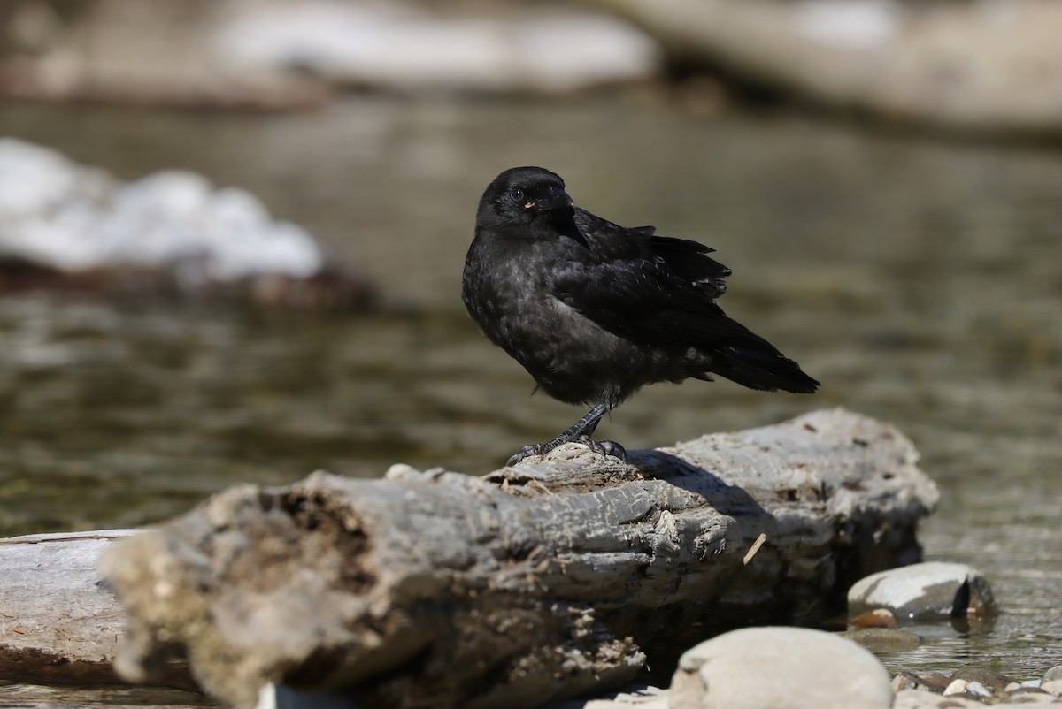 American Crow - ML600412391