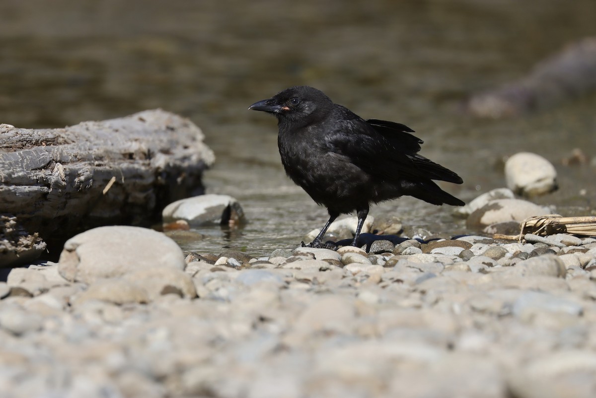 American Crow - ML600412431