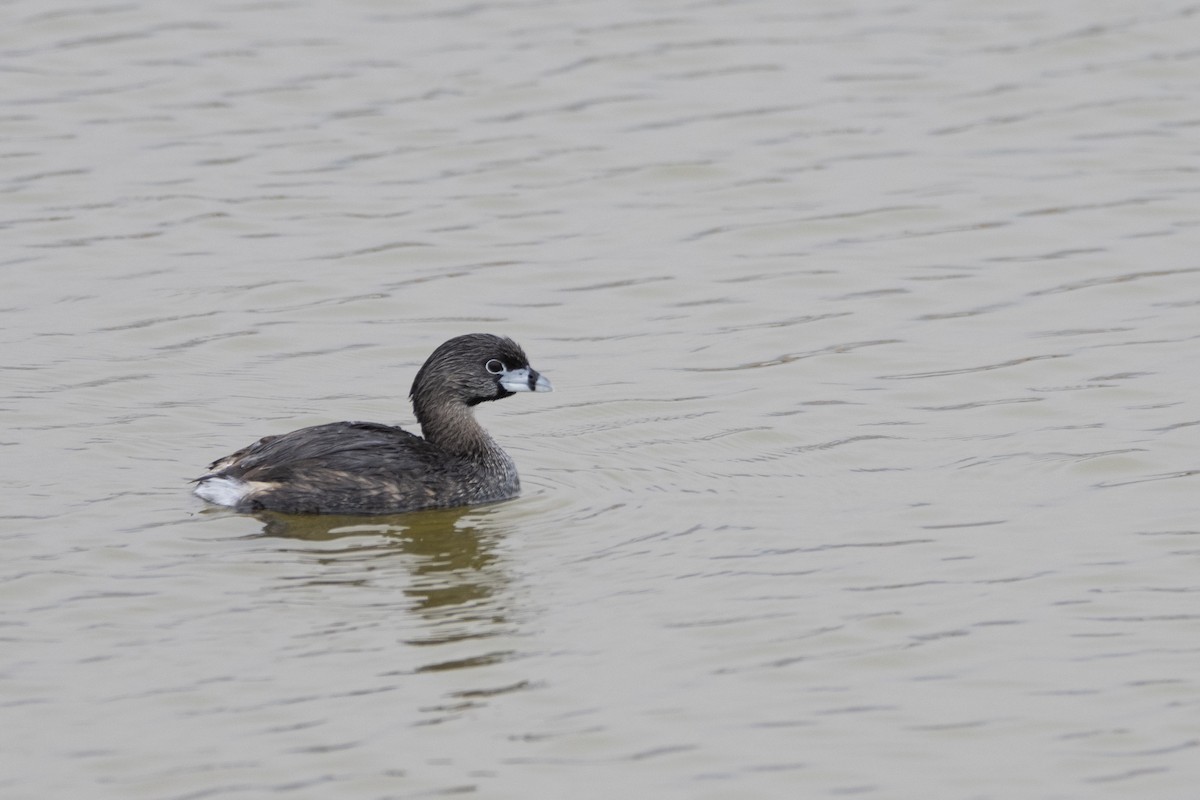 Pied-billed Grebe - ML600412561