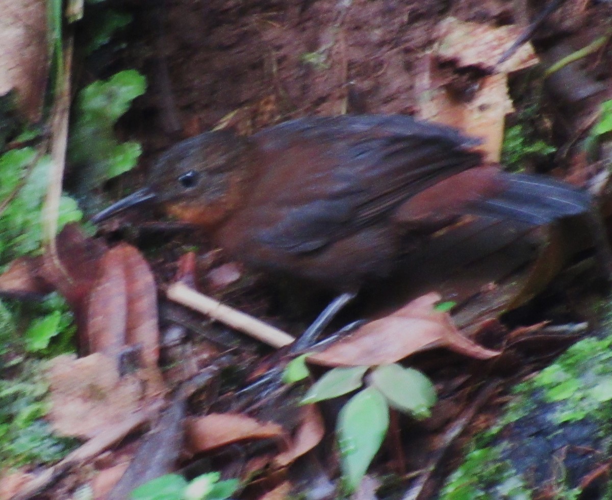 Middle American Leaftosser - ML600412601