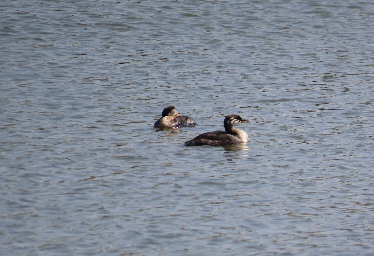 Red-necked Grebe - ML600413291