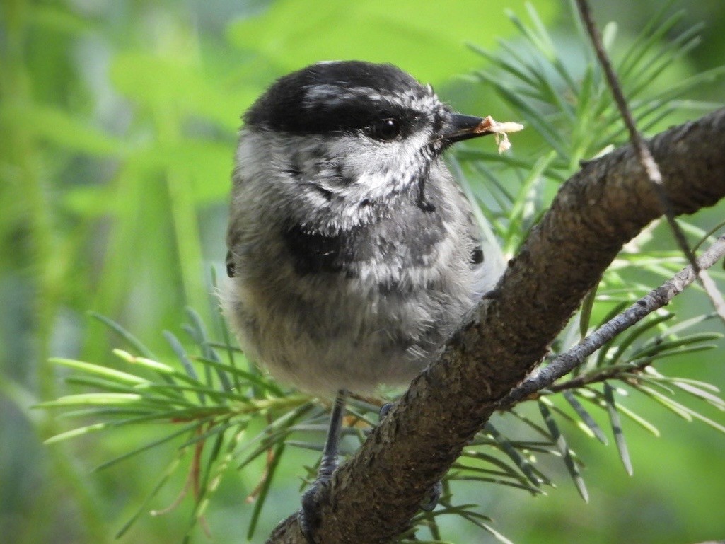 Mountain Chickadee - ML600413921