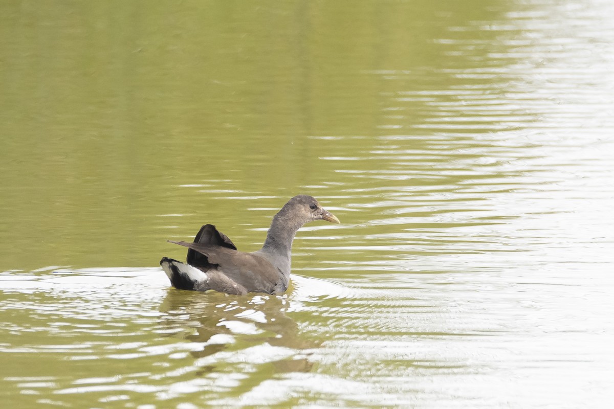 Common Gallinule - ML600414151