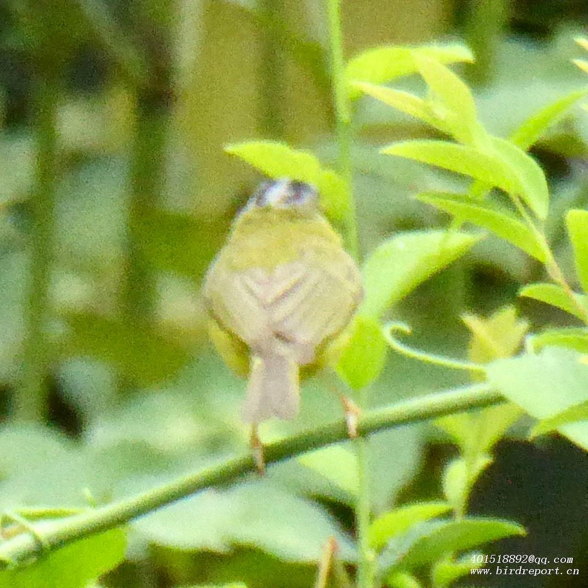 Gray-crowned Warbler - ML600414931