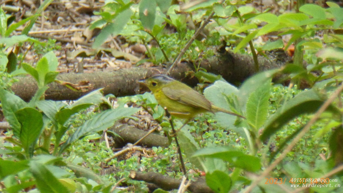 Gray-crowned Warbler - ML600414951