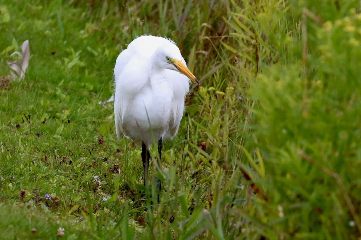 Great Egret - ML600416761