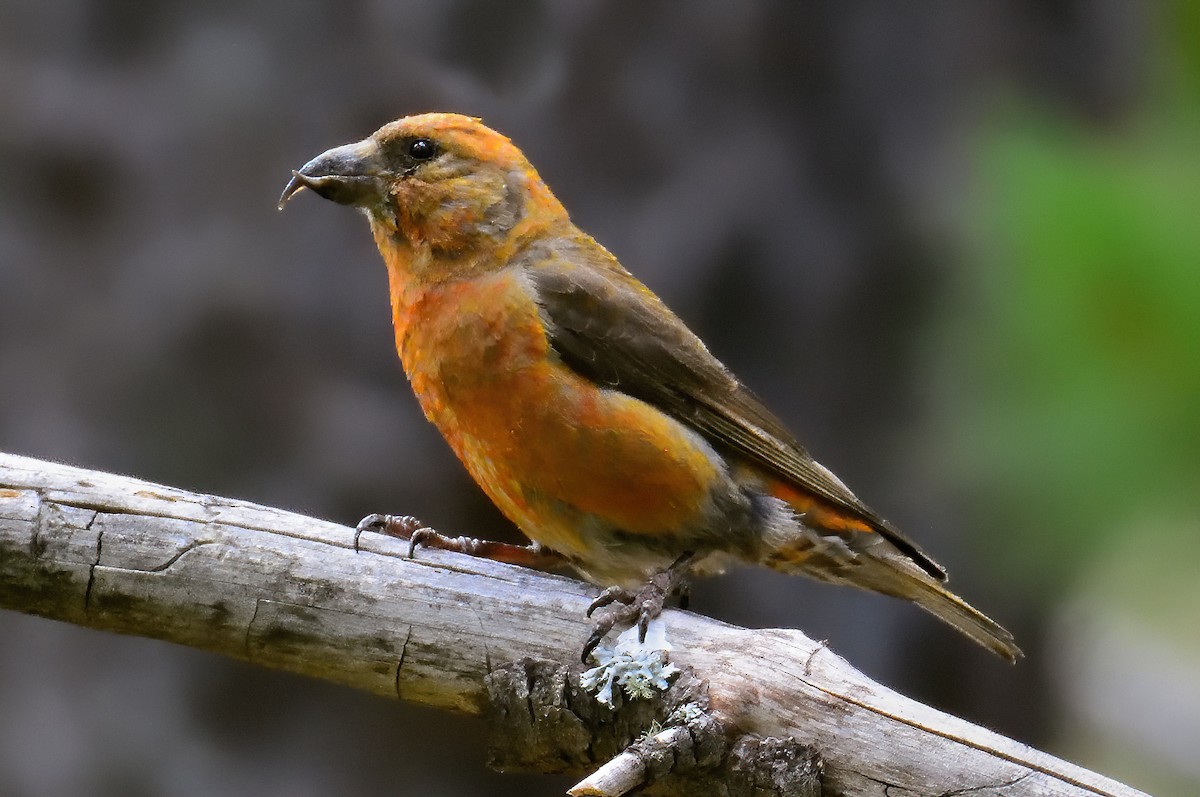 Red Crossbill - ML600417881