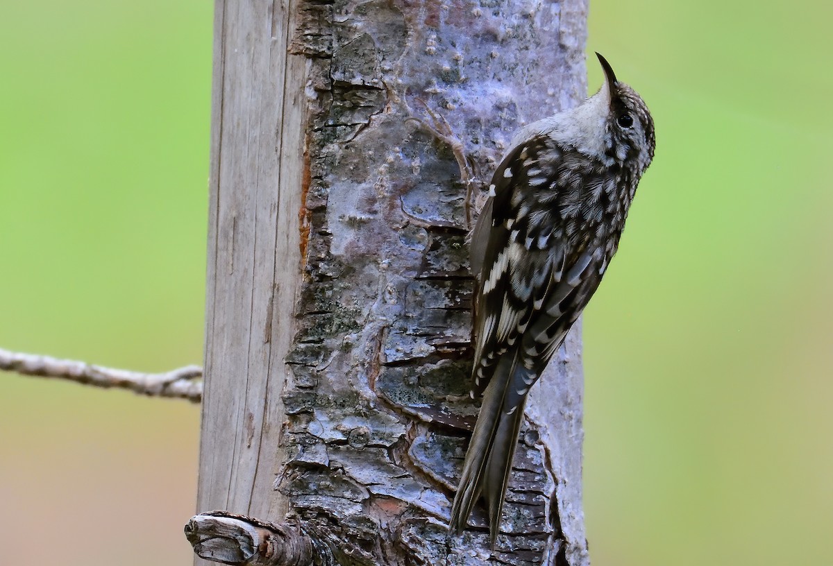 Brown Creeper - ML600417971